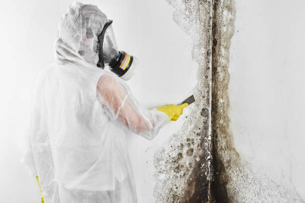 Best Mold Removal Near Me  in Gberts, IL