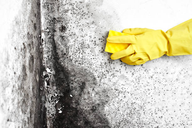 Best Mold Cleaning Services  in Gberts, IL