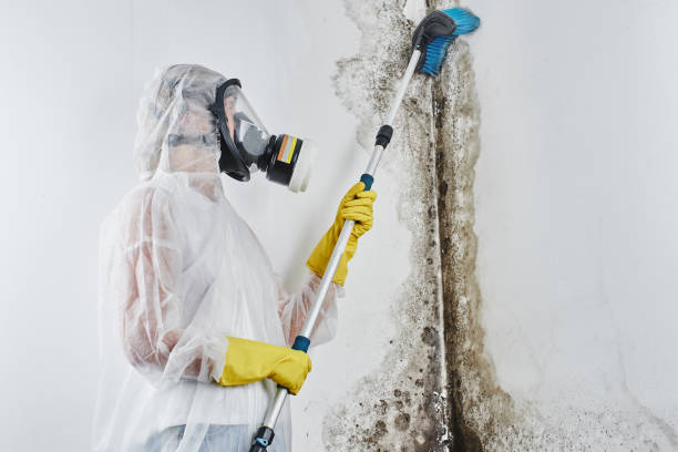 Best Toxic Mold Removal  in Gberts, IL