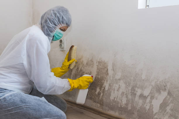 Best Black Mold Removal  in Gberts, IL
