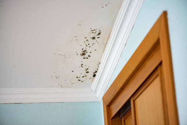Best Local Mold Removal Service  in Gberts, IL