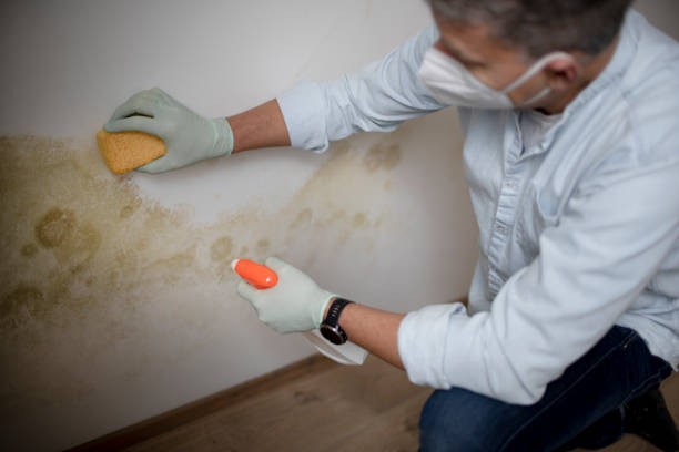 Best Commercial Mold Removal  in Gberts, IL