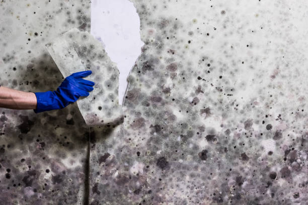 Best Water Damage Restoration  in Gberts, IL